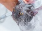 Shampoo para gatos
