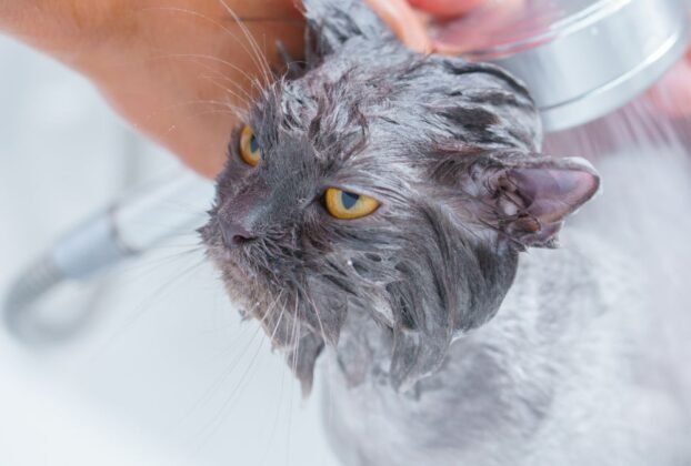 Shampoo para gatos