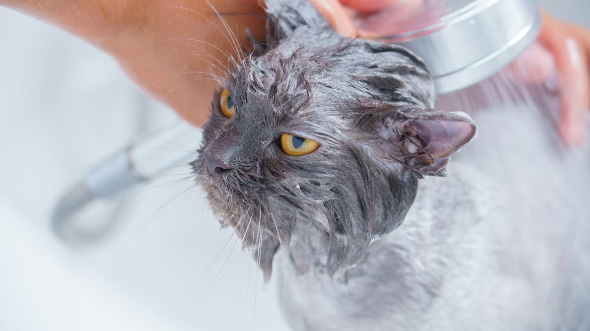Shampoo para gatos