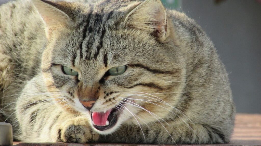 Tipos de agressividade em gatos