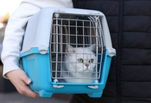 Transportadora para gato