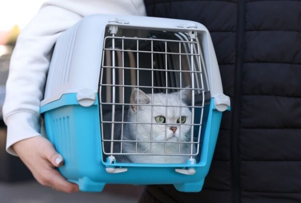 Transportadora para gato
