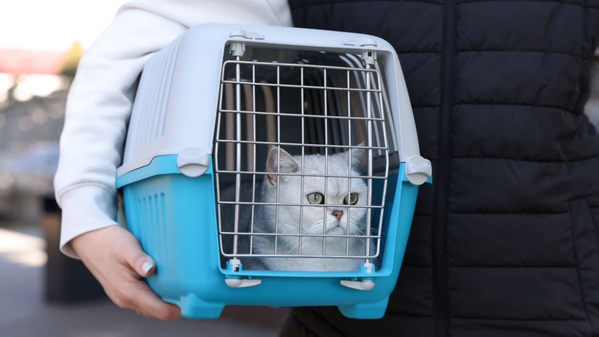 Transportadora para gato
