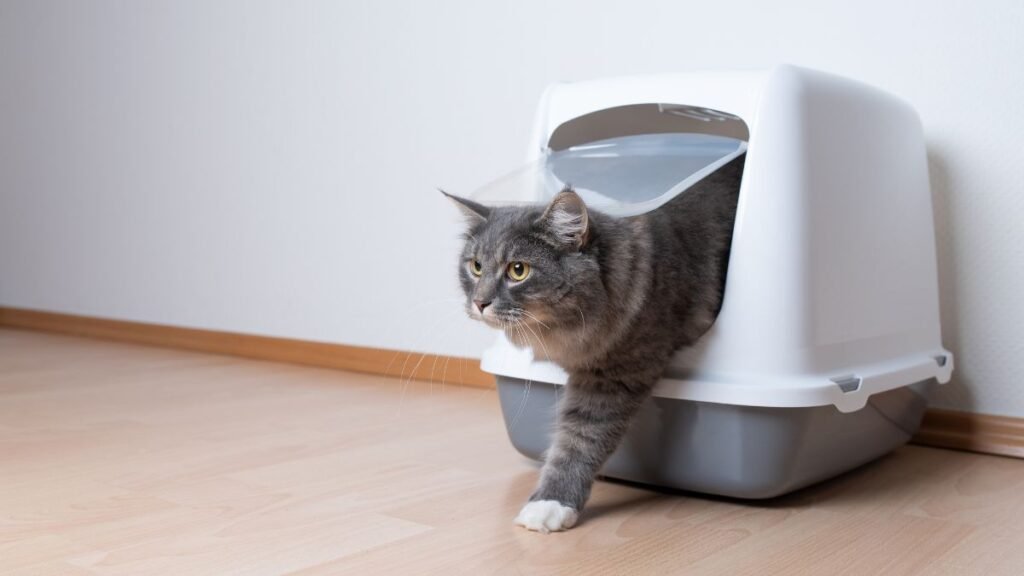Kit Higiene para Gatos: Itens Essenciais para a Caixa de Areia 2 Acessórios que fazem a difereça na rotina
