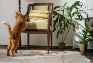 Adaptar gato ao apartamento