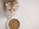 Alimentação de gato castrado