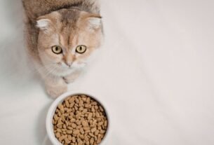 Alimentação de gato castrado