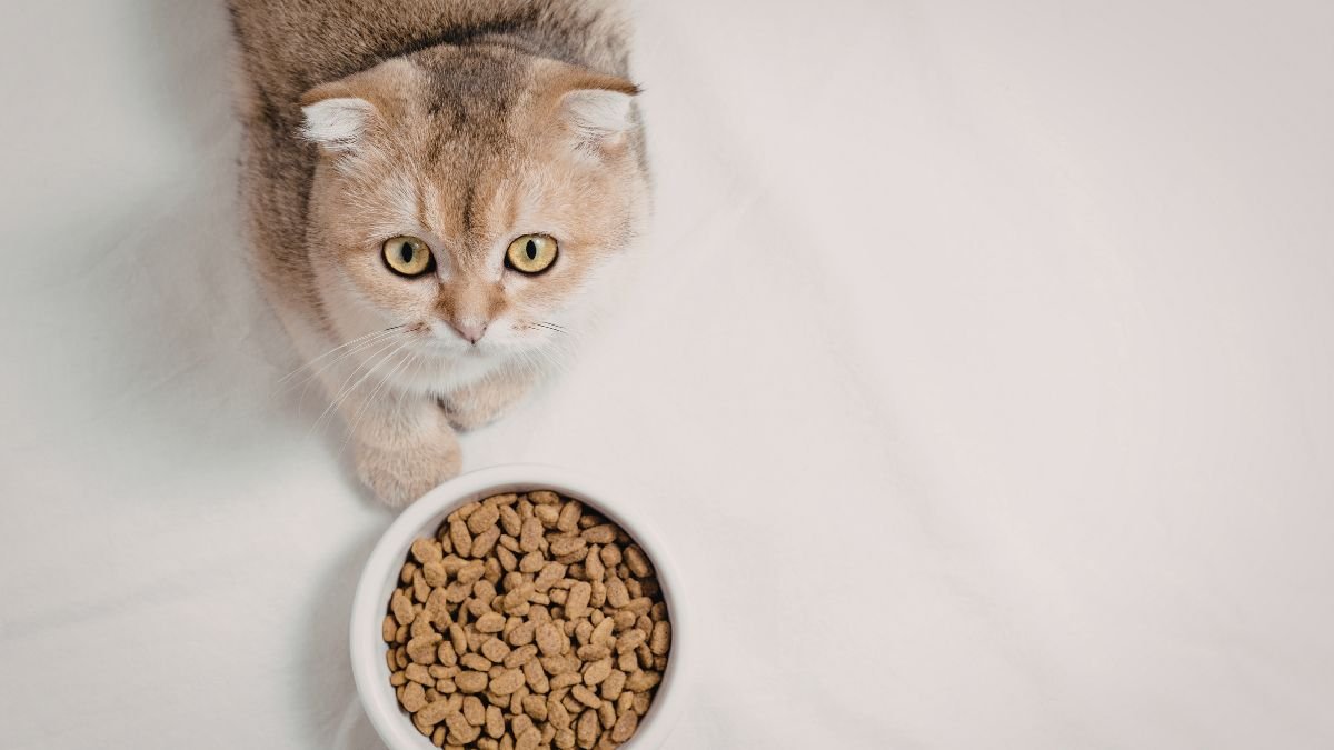 Alimentação de gato castrado