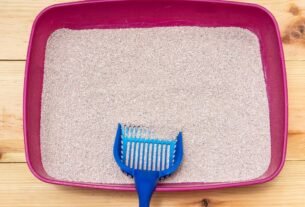 Areia para gatos sem odor