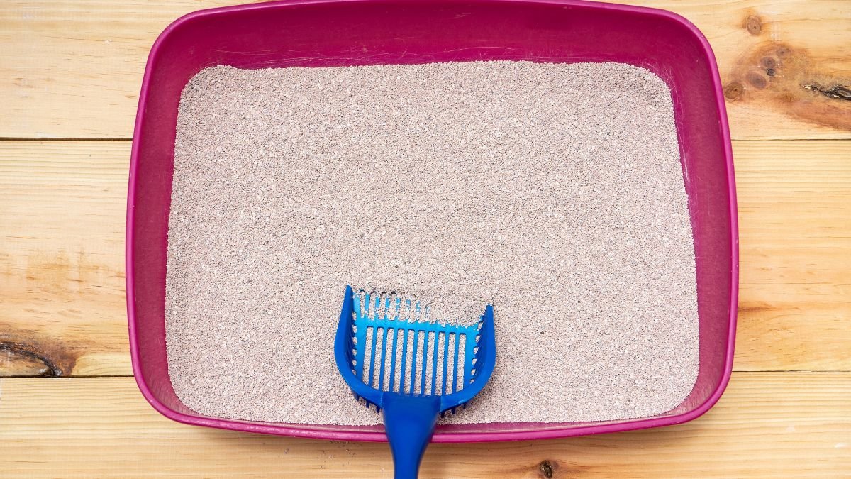 Areia para gatos sem odor