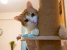 Arranhador de parede para gatos