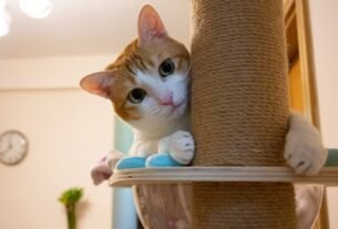 Arranhador de parede para gatos