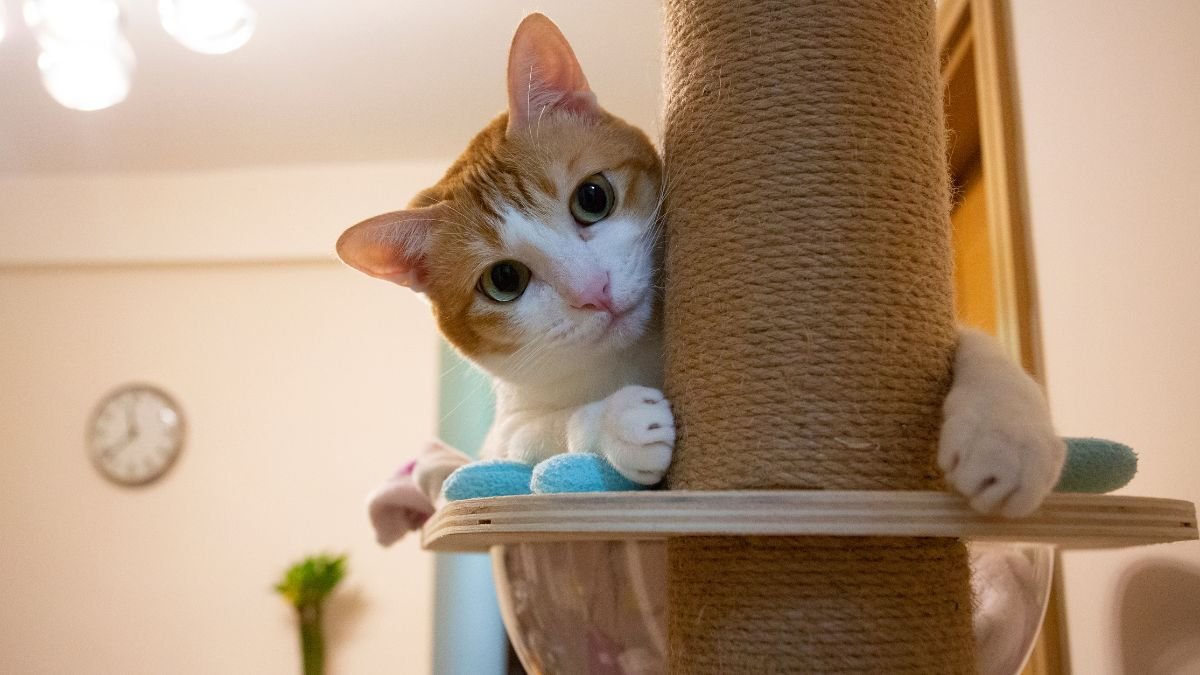 Arranhador de Parede para Gatos: Modelos Que Salvam Seus Móveis 1 Arranhador de parede para gatos