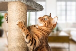 Arranhador para gatos