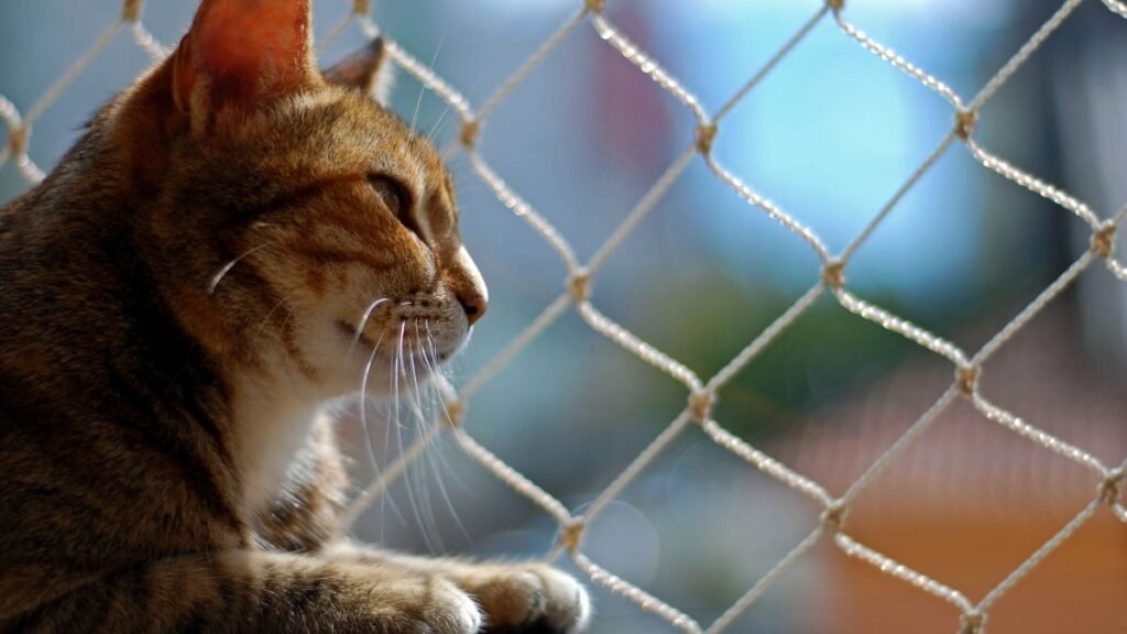 Benefícios de telar janelas para gatos