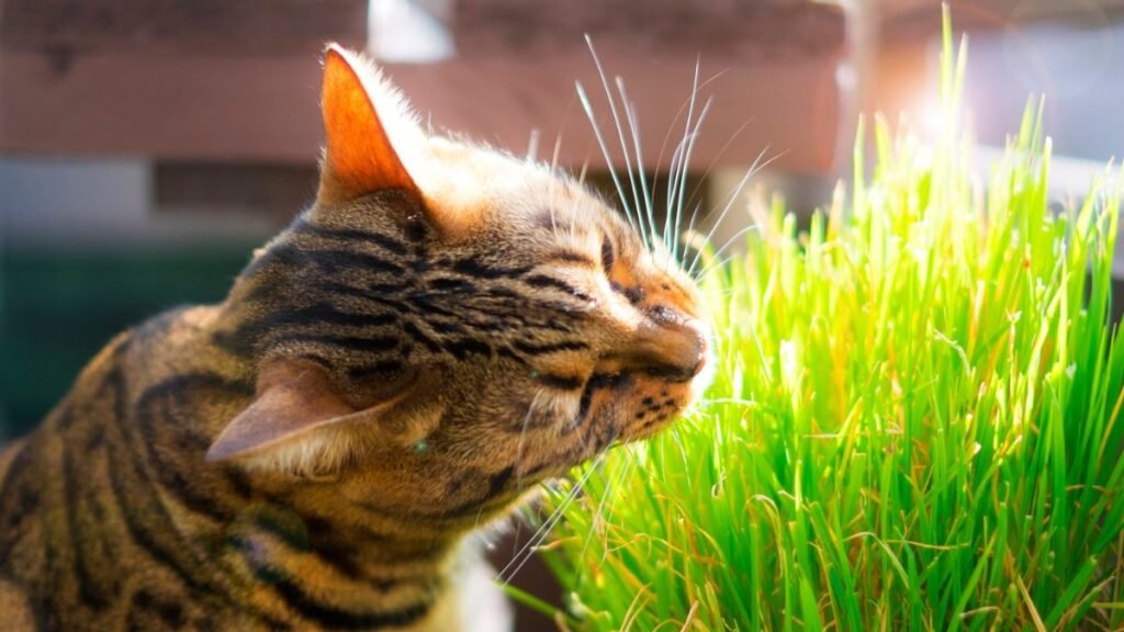 Cat grass