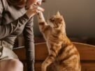 Clicker training para gatos