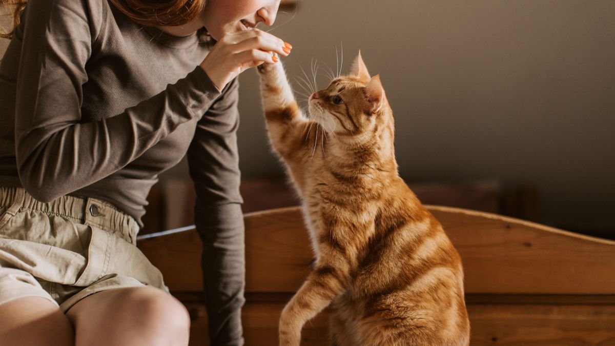 Clicker training para gatos