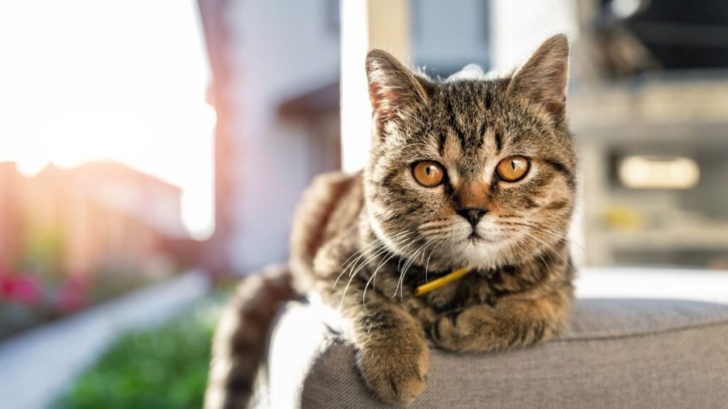 Enriquecimento Ambiental Para Gatos em Apartamento 2 Como criar um ambiente vertical em apartamentos