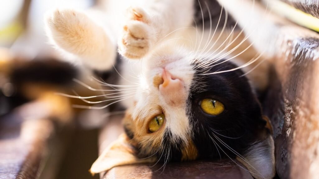 Tapete Higiênico para Gatos: Quando Usar e Quais São os Melhores 2 Como escolher o melhor tapete higiênico para gatos