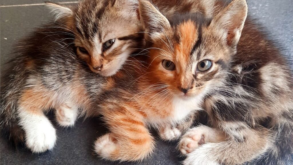 Como Cuidar de um Gato em Apartamento: Guia Completo para Iniciantes 3 Convivência entre gatos