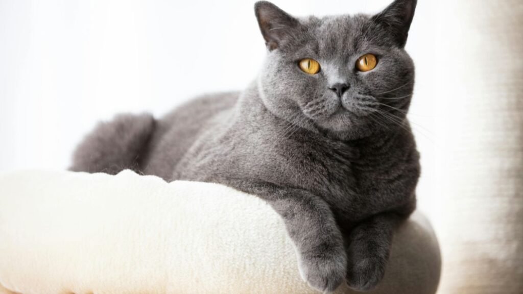 Cuidados com o gato british shorthair