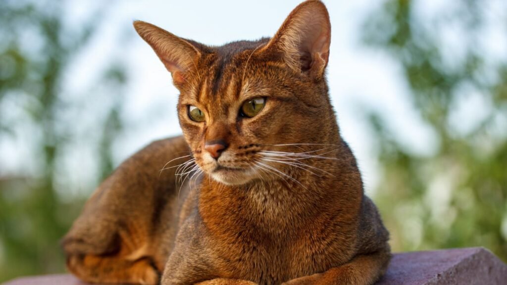 Cuidados essenciais com um gato abissínio