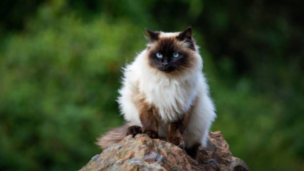 Curiosidades sobre o gato himalaio
