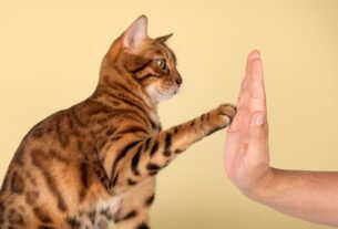 Erros ao adestrar gatos