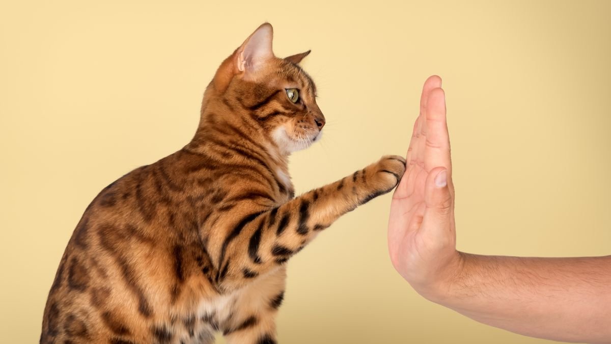 Erros ao adestrar gatos
