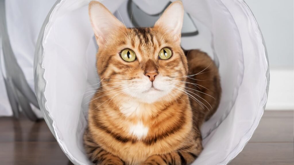 Como Cuidar de um Gato em Apartamento: Guia Completo para Iniciantes 2 Esconderijos para gatos