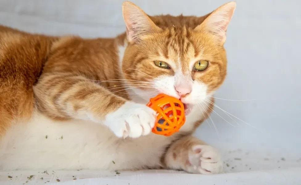 Estimulação mental para gatos