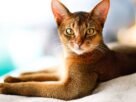 Gato abissínio