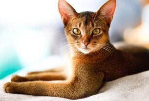 Gato abissínio
