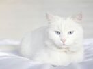 Gato Angorá Turco
