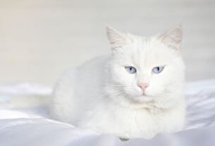 Gato Angorá Turco
