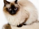 Gato Birmanês