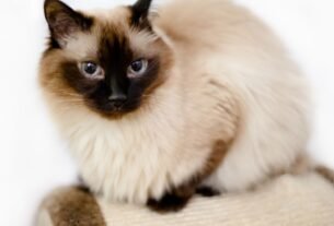 Gato Birmanês