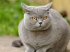 Gato british shorthair