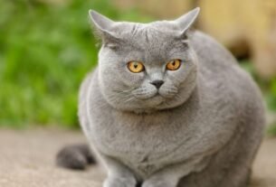 Gato british shorthair