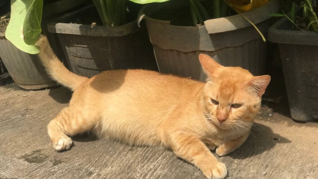 Gato comendo plantas