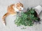 Gato destruindo plantas