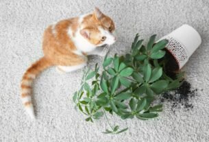 Gato destruindo plantas