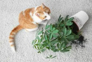 Gato destruindo plantas