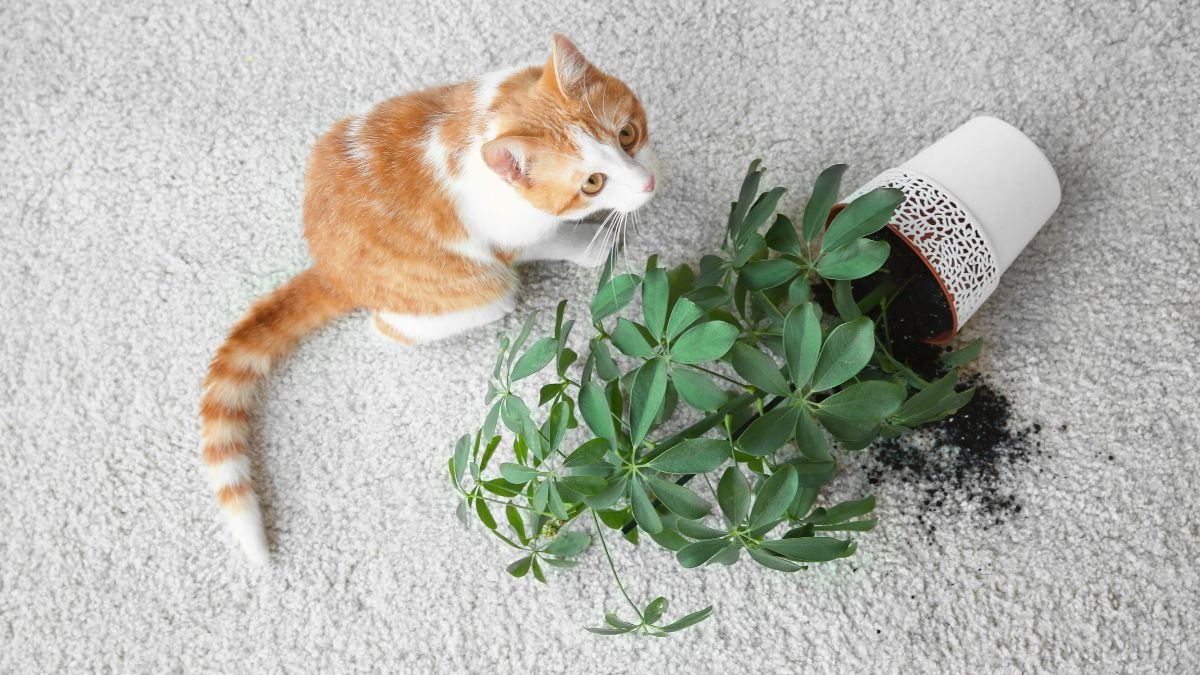 Gato destruindo plantas