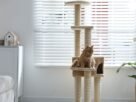 Gato em apartamento