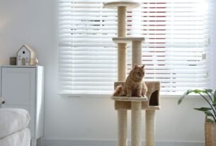 Gato em apartamento
