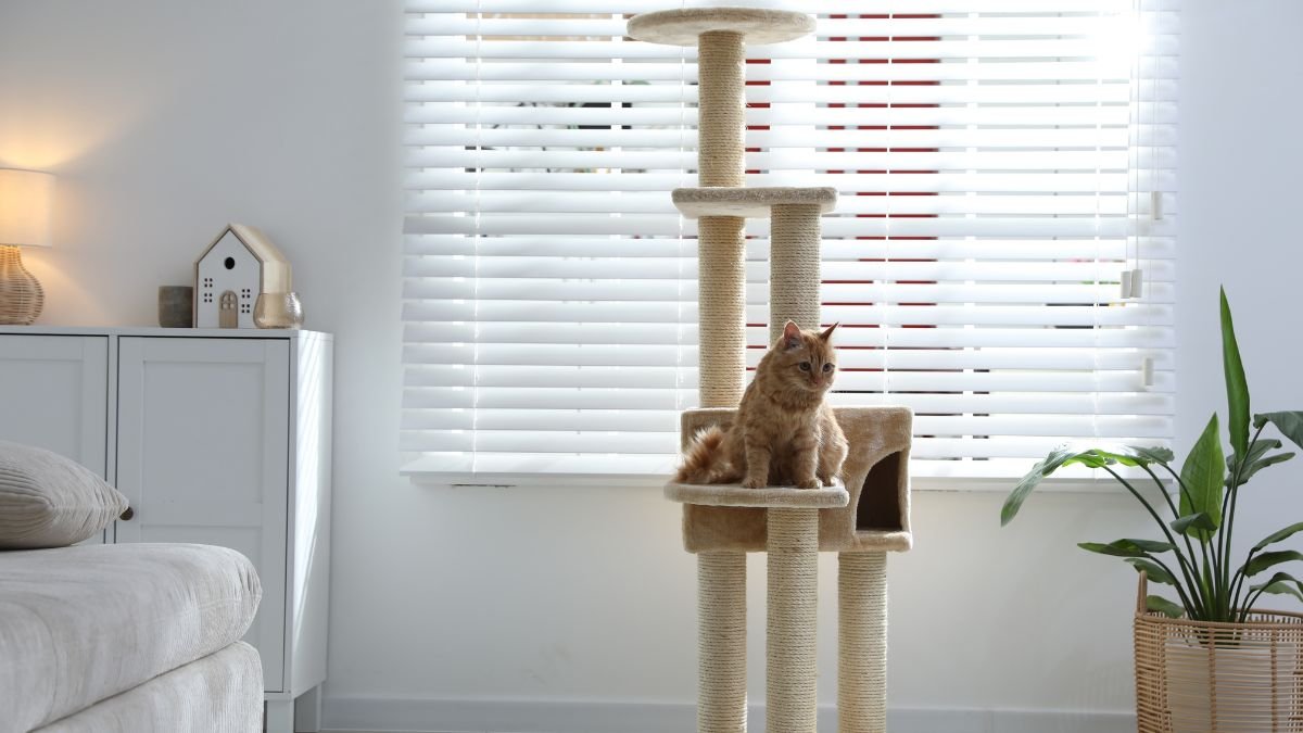 Gato em apartamento