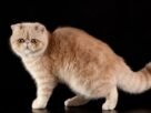 Gato exótico de pelo curto