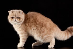 Gato exótico de pelo curto